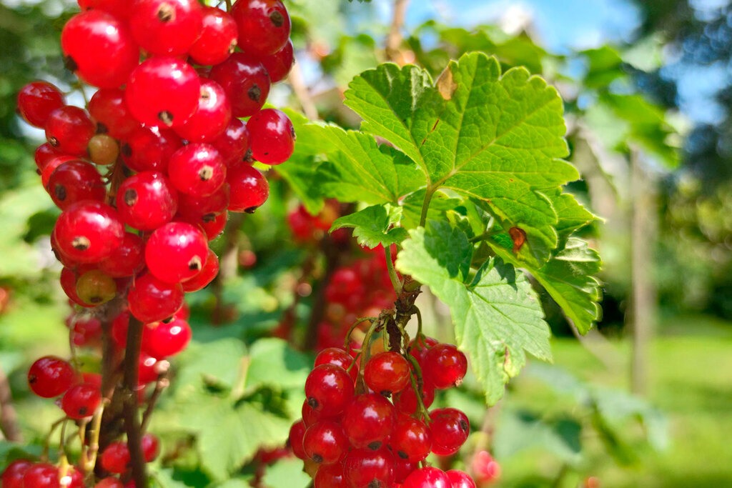 Johannisbeeren
