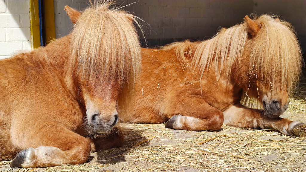 Mini Shetland Ponys Odin und Herkules bei Haus Fehnwald Ostfriesland